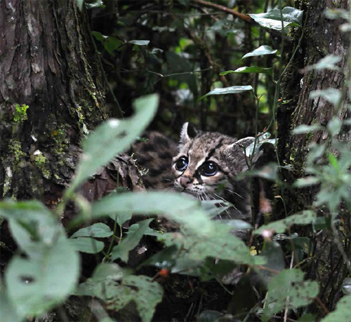 Margay (Leopardus wiedii), also known as a tree ocelot, is a spotted cat native to the Americas. The: margay, a solitary nocturnal  animal that prefers remote sections of rainforests, is on the IUCN list of “threatened species.” IUCN description is: “This species is genetically very diverse across its range and shows a high degree of population structure, with three distinct clusters: Central America and Mexico, northern South America and southern South America. The demarcation between northern and southern South America was identified as the Amazon River. In Central America, there were weaker differences between populations from the north (Mexico and Guatemala) and those from the south of this region (Eizirik et al. 1998).” Photograph by Roberto Pedraza Ruiz